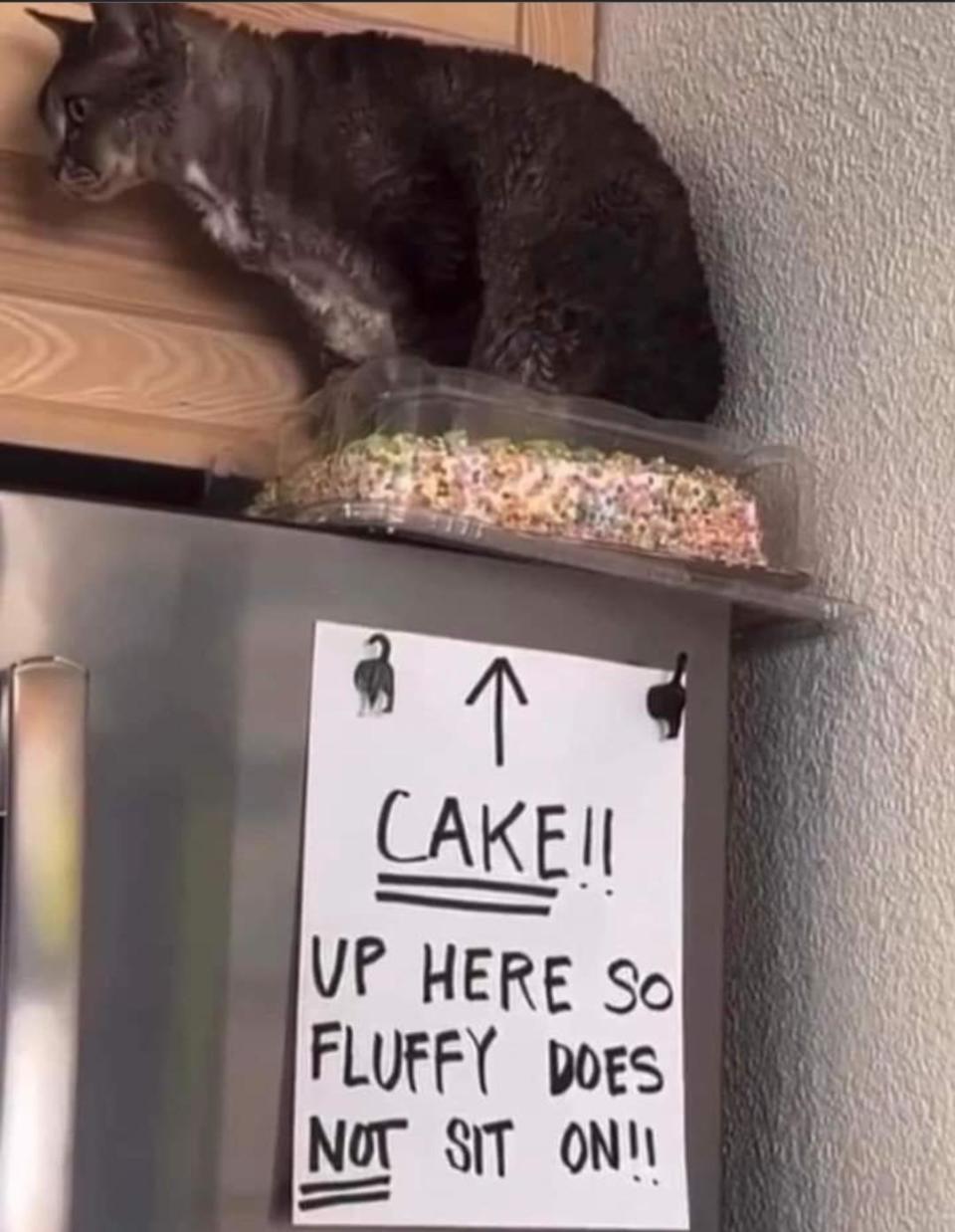 The cat is sitting on the cake, which is on top of a fridge that has a sign with an arrow pointing up that says: "Cake!!  Don't sit here until fluffy!!"