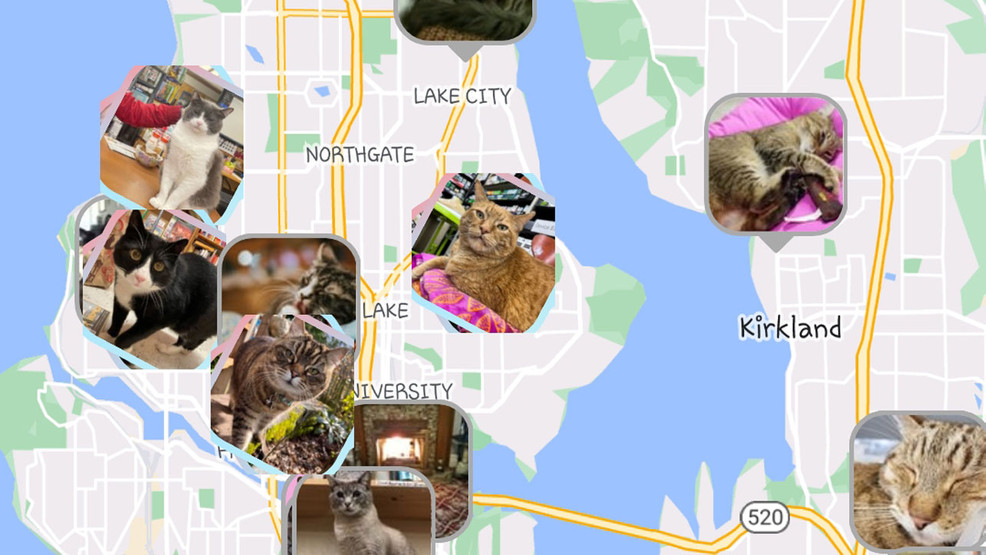 The ShopCats app connects you to stores that have live kittens
